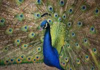 Plumage